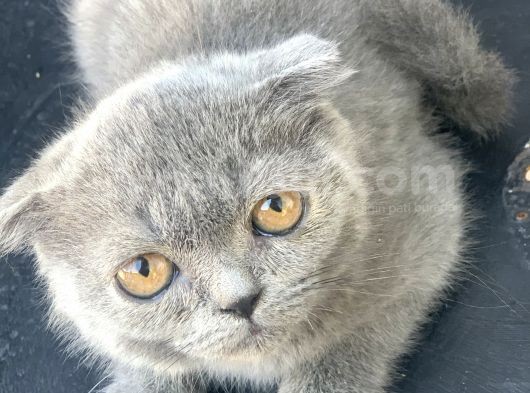 2.5 Aylık Erkek Scottish Fold görsel