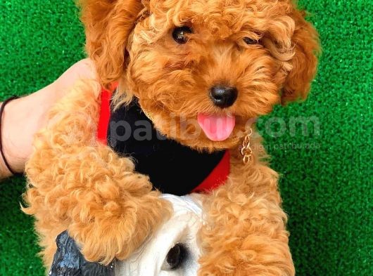 3 Aylık Dişi Red Toy Poodle Yavrumuz görsel