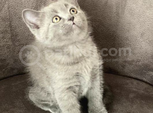 ++Aa Kali̇te Safkan Bri̇ti̇sh Shorthai̇r