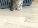 Scottish Straight Tabby Yavrularımız Yeni Yuvalarına Gitmeye Hazırdır