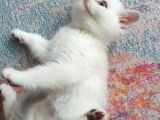 Aqua Silver British Shorthair