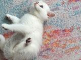 Aqua Silver British Shorthair