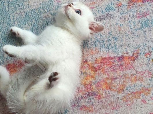 Aqua Silver British Shorthair görsel