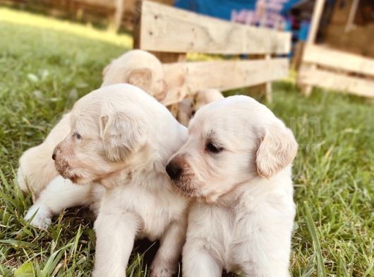 Jumbo Baby Face Safkan A Kalite Golden Yavrularımız görsel