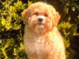 Anne Baba Scrli̇ Malti̇poo Yavrularımız