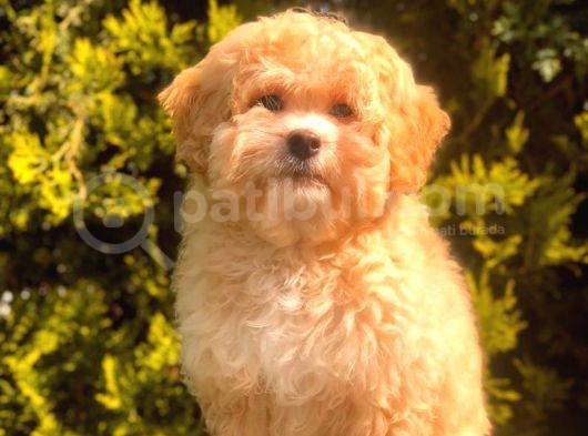 Anne Baba Scrli̇ Malti̇poo Yavrularımız görsel