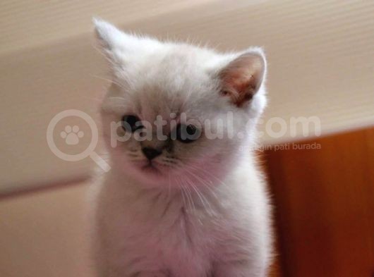 ++Aa Kali̇te Safkan Bri̇ti̇sh Shorthai̇r görsel
