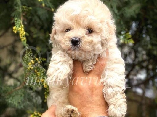 Irk Ve Sağlık Garantili Maltipoo Yavrularımız