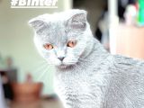 Acil! Scottish Fold Ve Scottish Straight Yavrularımızı Sahiplendireceğiz