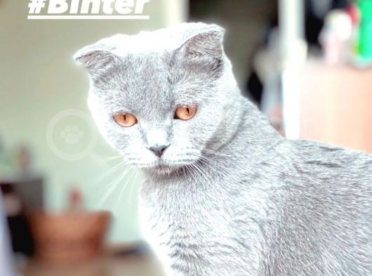 Acil! Scottish Fold Ve Scottish Straight Yavrularımızı Sahiplendireceğiz görsel