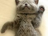 ++Aa Kali̇te Safkan Bri̇ti̇sh Shorthai̇r
