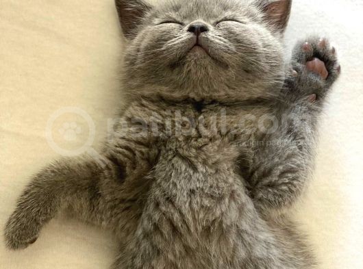 ++Aa Kali̇te Safkan Bri̇ti̇sh Shorthai̇r görsel