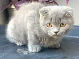 2.5 Aylık Erkek Scottish Fold