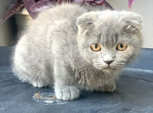 2.5 Aylık Erkek Scottish Fold görsel