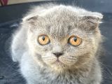 2.5 Aylık Erkek Scottish Fold