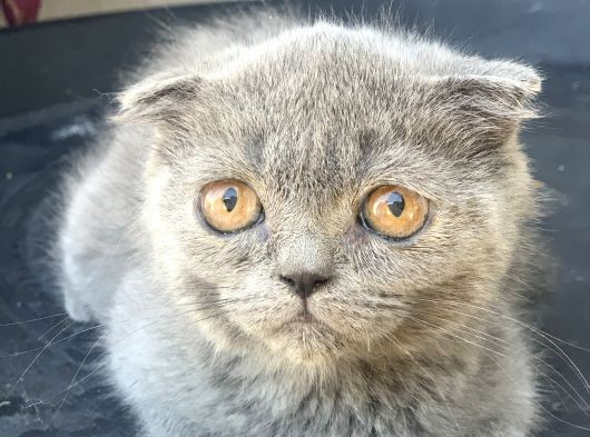 2.5 Aylık Erkek Scottish Fold görsel
