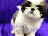 En İyisini Arayanlara Shih Tzu Yavrumuz