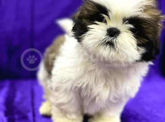 En İyisini Arayanlara Shih Tzu Yavrumuz