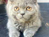 2.5 Aylık Erkek Scottish Fold