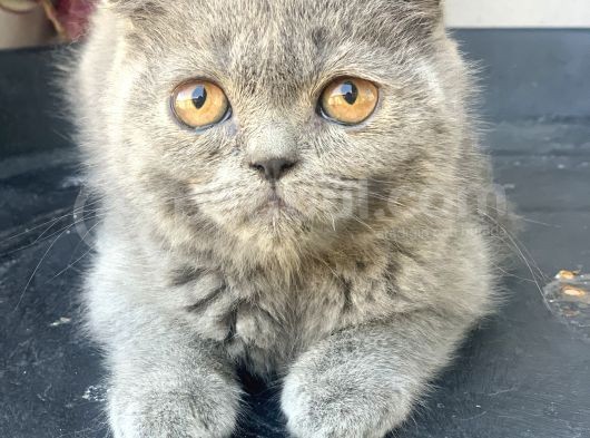 2.5 Aylık Erkek Scottish Fold görsel