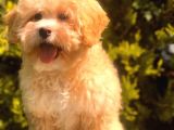 Anne Baba Scrli̇ Malti̇poo Yavrularımız