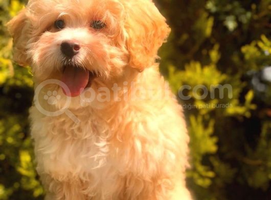 Anne Baba Scrli̇ Malti̇poo Yavrularımız