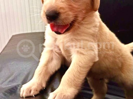 Jumbo Baby Face Safkan A Kalite Golden Yavrularımız görsel