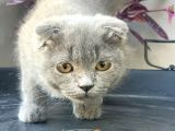 2.5 Aylık Erkek Scottish Fold