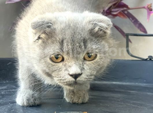 2.5 Aylık Erkek Scottish Fold görsel
