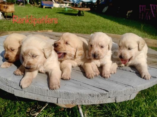 Jumbo Baby Face Safkan A Kalite Golden Yavrularımız
