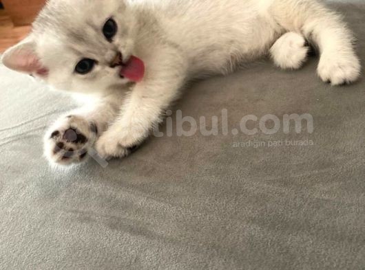 Prenses Yeni Yuvasını Bekliyor