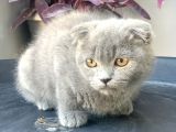 2.5 Aylık Erkek Scottish Fold