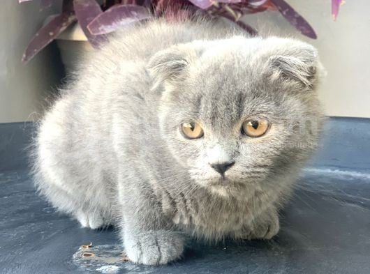 2.5 Aylık Erkek Scottish Fold görsel