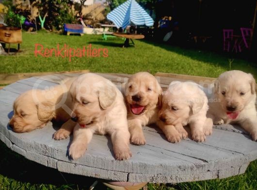 Jumbo Baby Face Safkan A Kalite Golden Yavrularımız görsel