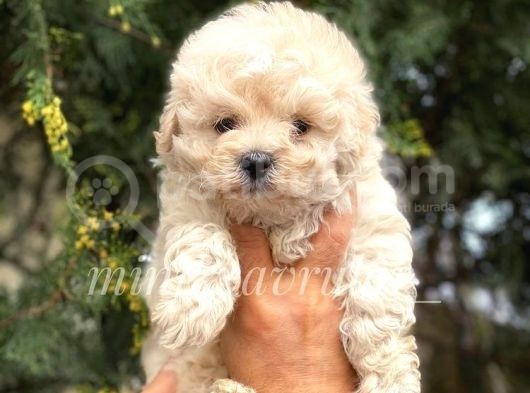 Irk Ve Sağlık Garantili Maltipoo Yavrularımız görsel