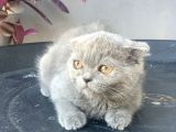 2.5 Aylık Erkek Scottish Fold