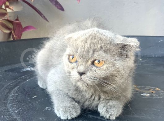 2.5 Aylık Erkek Scottish Fold görsel