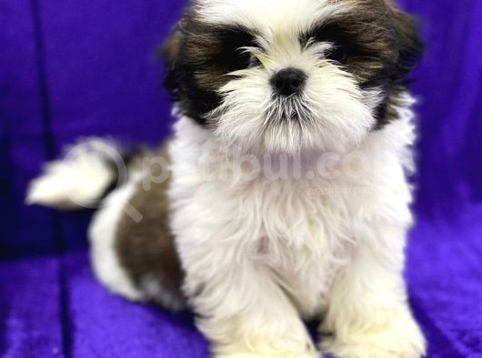 En İyisini Arayanlara Shih Tzu Yavrumuz görsel
