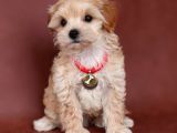 Safkan Maltipoo Yavrularımız Anne Altından
