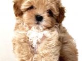 Gercek Maltipoo Yavrular İcin Bize Ulaşabilirsiniz