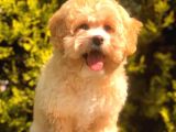 Anne Baba Scrli̇ Malti̇poo Yavrularımız