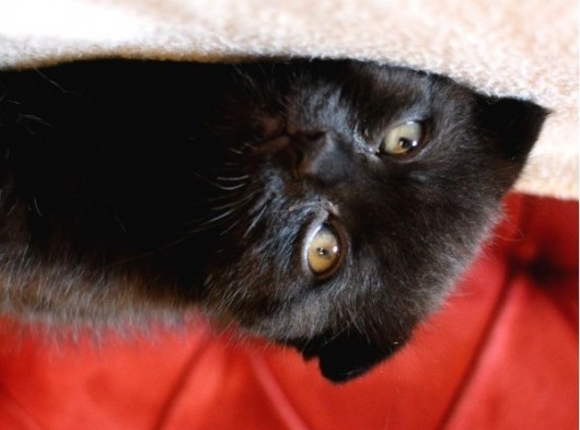 Annesi Scottish Fold Babası Blue Point görsel