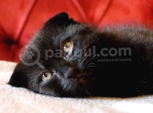 Scottish Fold Babası Blue Point görsel