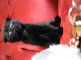 Annesi Scottish Fold Babası Blue Point