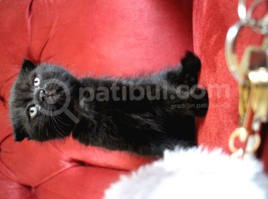 Annesi Scottish Fold Babası Blue Point görsel