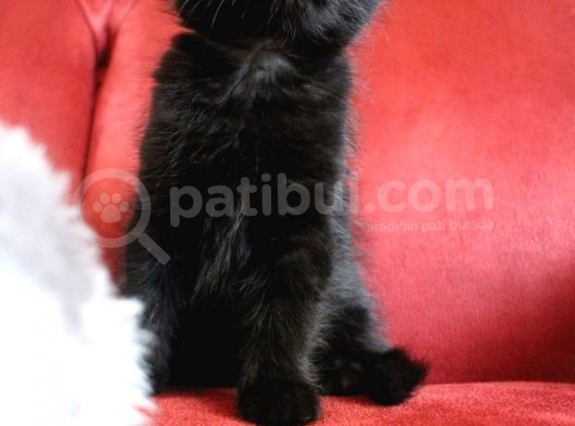 Scottish Fold Babası Blue Point görsel
