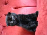 Annesi Scottish Fold Babası Blue Point