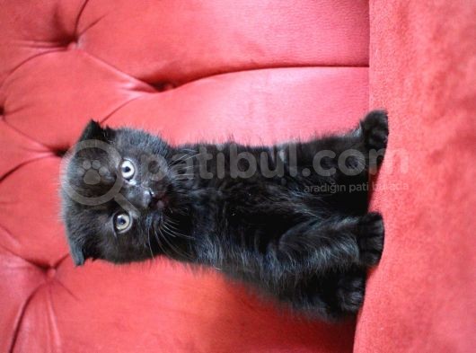 Annesi Scottish Fold Babası Blue Point