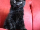 Scottish Fold Babası Blue Point