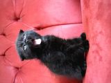 Annesi Scottish Fold Babası Blue Point